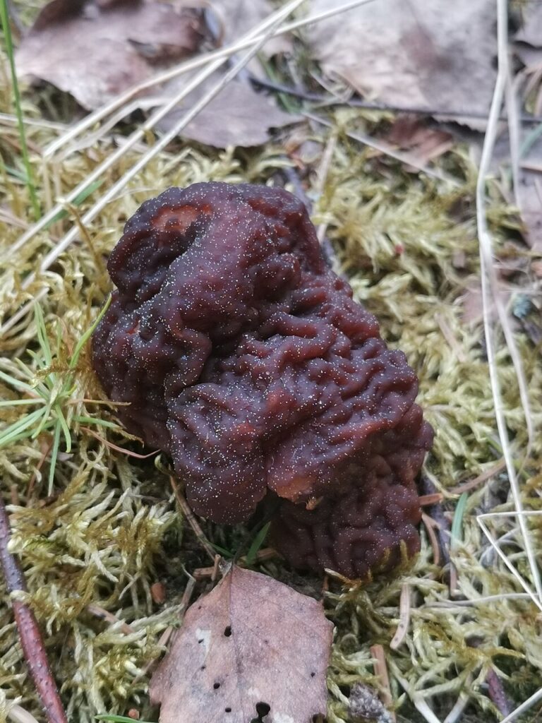 piestrzenica kasztanowata czy jest jadalna