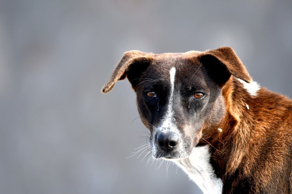 Problemy ze stawami u psa – pierwsze objawy, profilaktyka i jak wspierać ruchomość pupila dietą